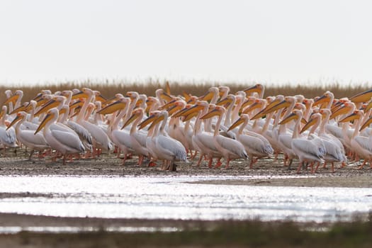 white pelicans in the Danube Delta, Romania