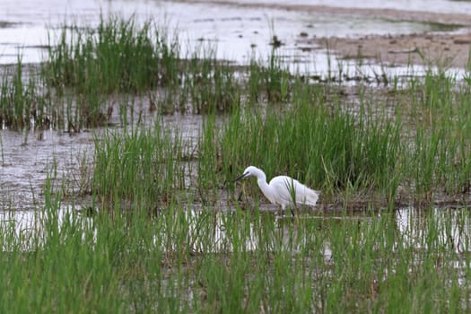 great egret walk in Danube Delta, Romania
