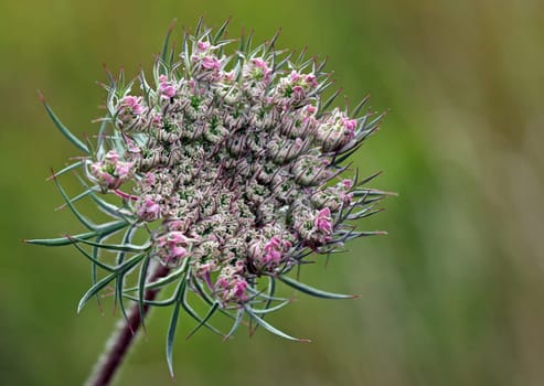 Daucus carota