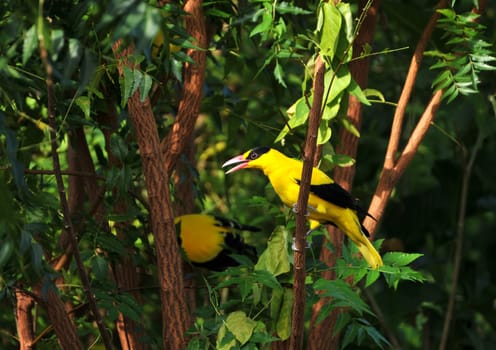 I caught this beautifully singing bird in the Philippines
