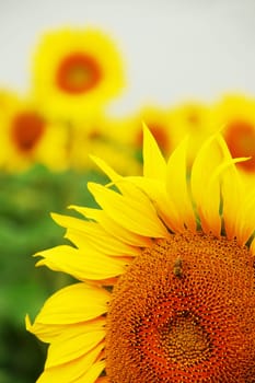 Sunflower with bee