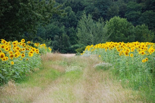 Path between sunflower fields