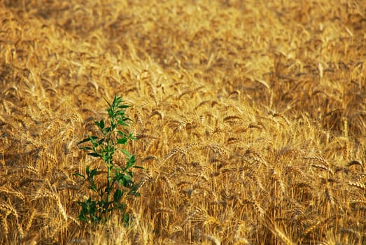 Wheatfield