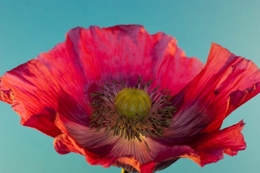 Red poppy on blue background