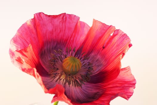 Single red poppy