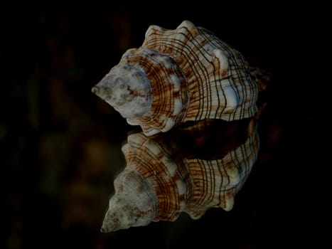 Shell