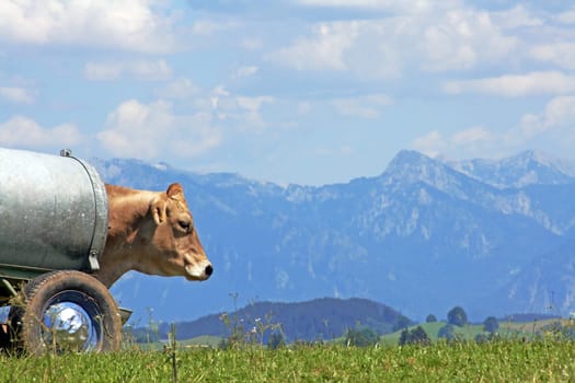 Bavaria - Mountains,Drinking Barrel and Dairy Cow
