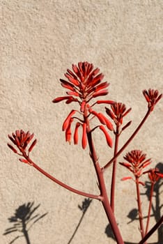 orange flower of aloe in tuscany