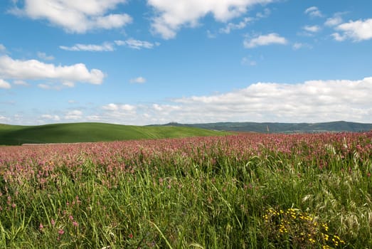 hills in bloom in spring in tuscany
