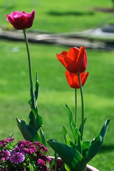 red tulips on a green background