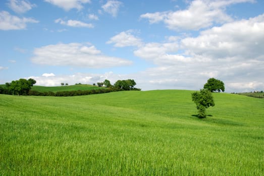hilly countryside in grosseto in tuscany