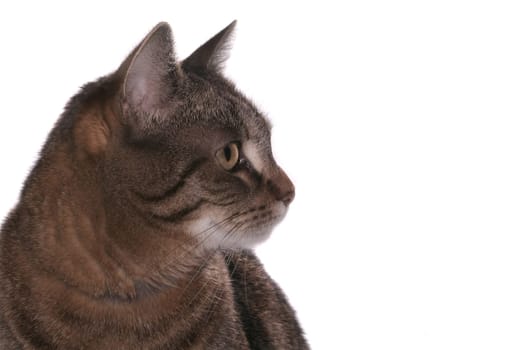 a tabby cat against a white background