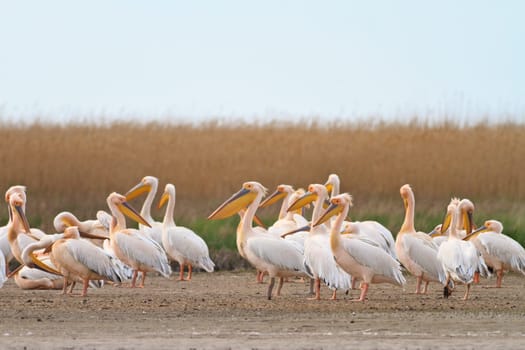 white pelicans in the Danube Delta, Romania