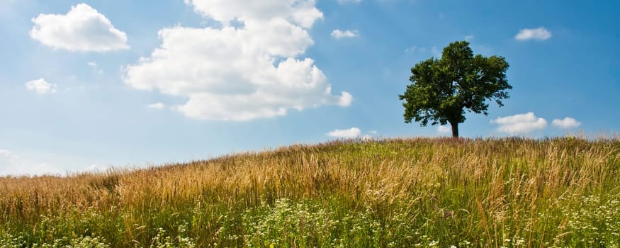 Tree on summer meadow