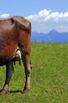 Allgäu dairy cow with udder in front of the mountains