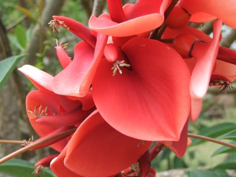 Coral Tree - Erythrina