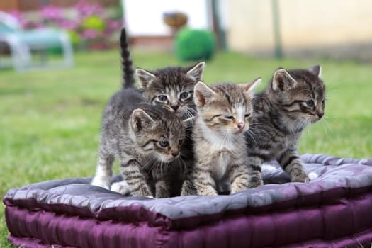 Little cats on a pillow