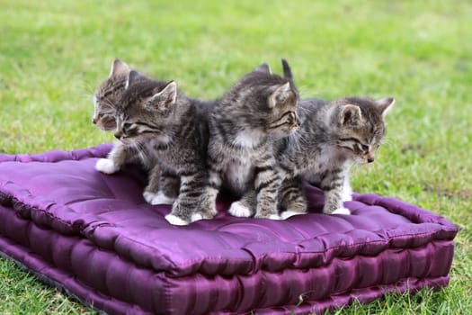 Little cats on a pillow