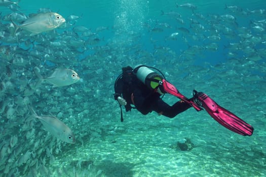 Diver in a school of mackerel