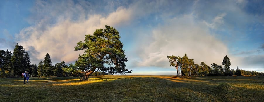 Old gnarled pine near Titting,Altmühltal Nature Park,Bavaria,Germany