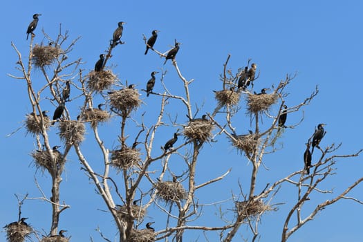 cormorant nests in a tree in Danube Delta