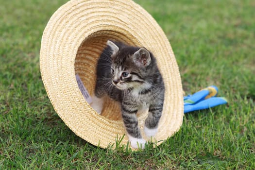 Little cat playing with a straw hat
