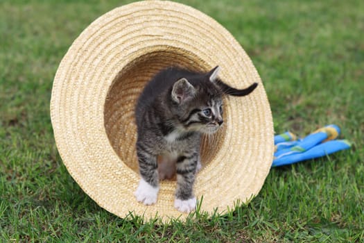 Little cat playing with a straw hat