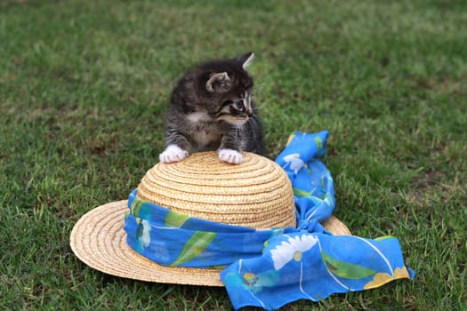 Little cat playing with a straw hat