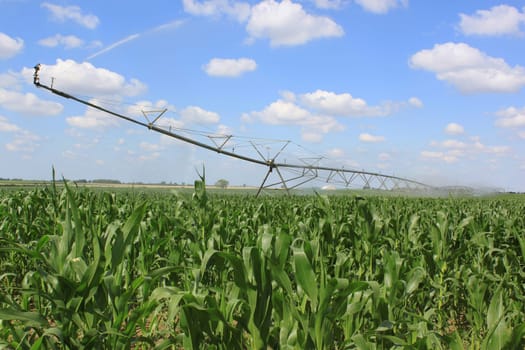 an irrigation system for agriculture in a grain field