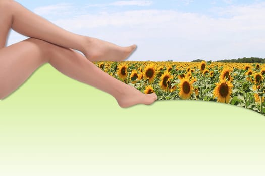beautiful legs of a woman in a field of sunflowers