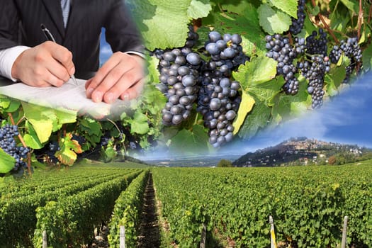 photo montages of vines and grapes for the harvest of the great wines of France
