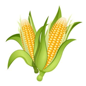 Two ears of corn isolated