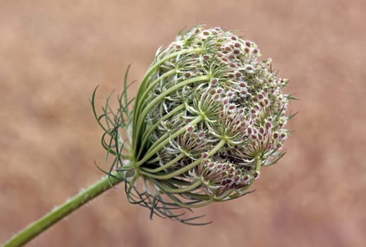 Daucus carota