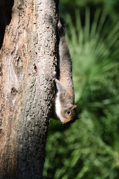 Squirrel upside down on a pine trunk