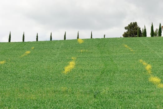hills streaked with yellow flowers in Grosseto in Tuscany