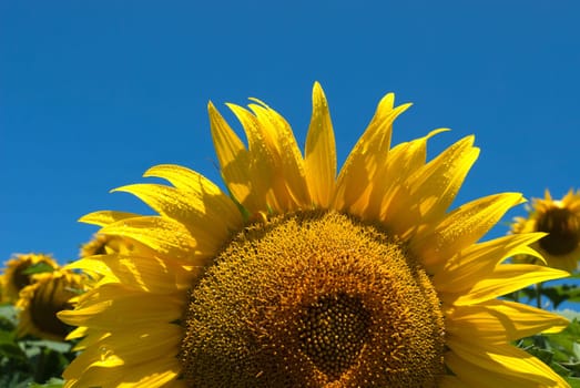 sunflower with drops after the rain
