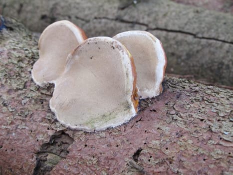 Tree sponge