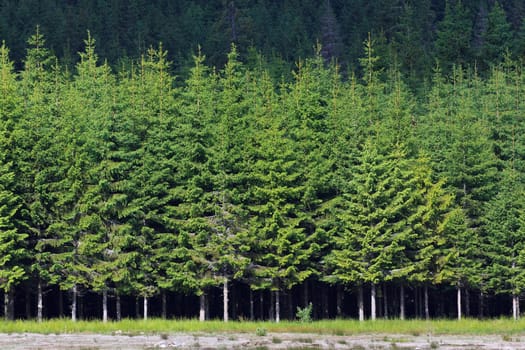 background with a pine forest in spring