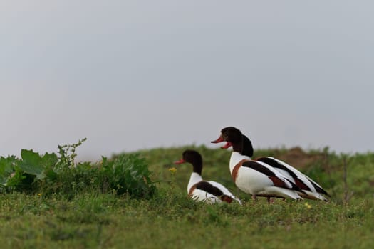 Common Shelduck Tadorna tadorna in Danube Delta, Romania