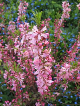 pink daphne - Daphne