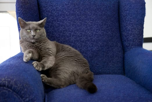 Large gray cat seated on overstuffed blue chair