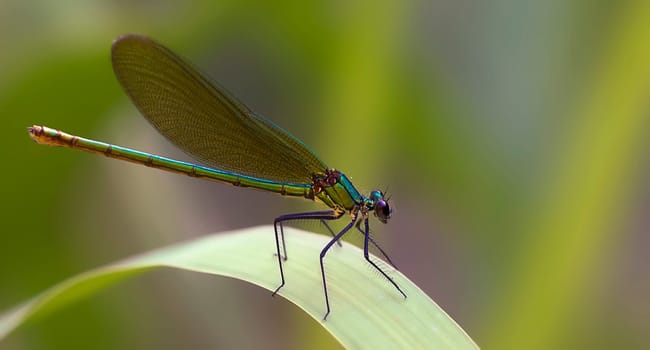 Banded Dragonfly Female