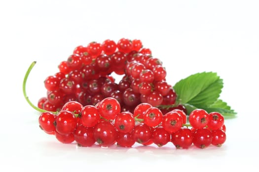 Red currants against white background