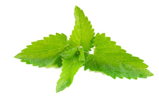 Green fresh mint isolated on white background