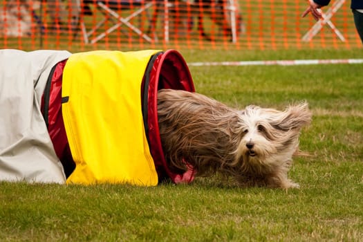 Dog in the agility course at the tunnel exit
