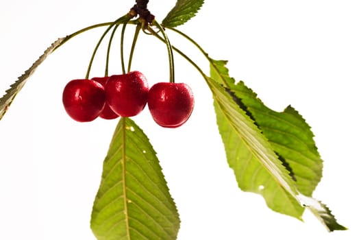 Fresh cherries against white background
