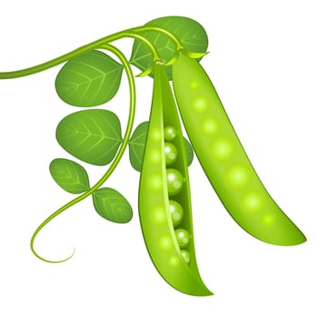 Green peas and the plant