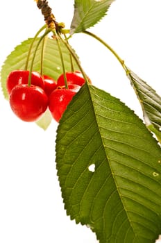 Fresh cherries against white background