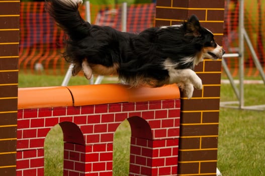 Dog jumping over a hurdle in the agility course