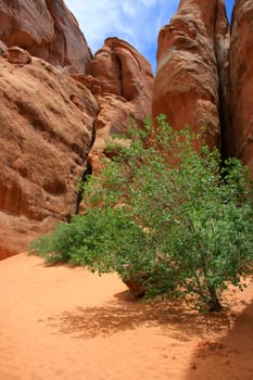 Oasis in the canyon in Arches National Park,Utah